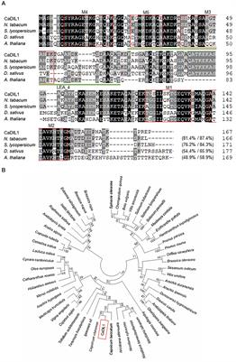 The Pepper Late Embryogenesis Abundant Protein, CaDIL1, Positively Regulates Drought Tolerance and ABA Signaling